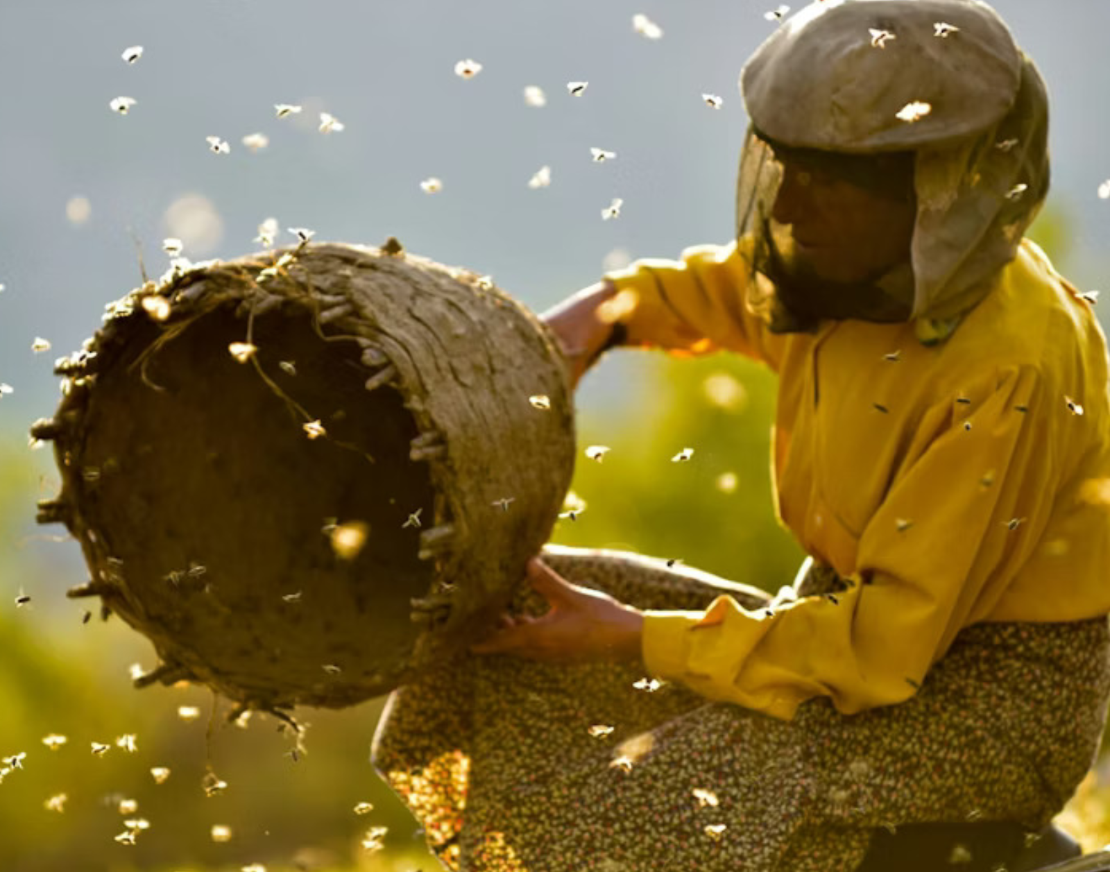 The Hive presents: Honeyland + Introduction image