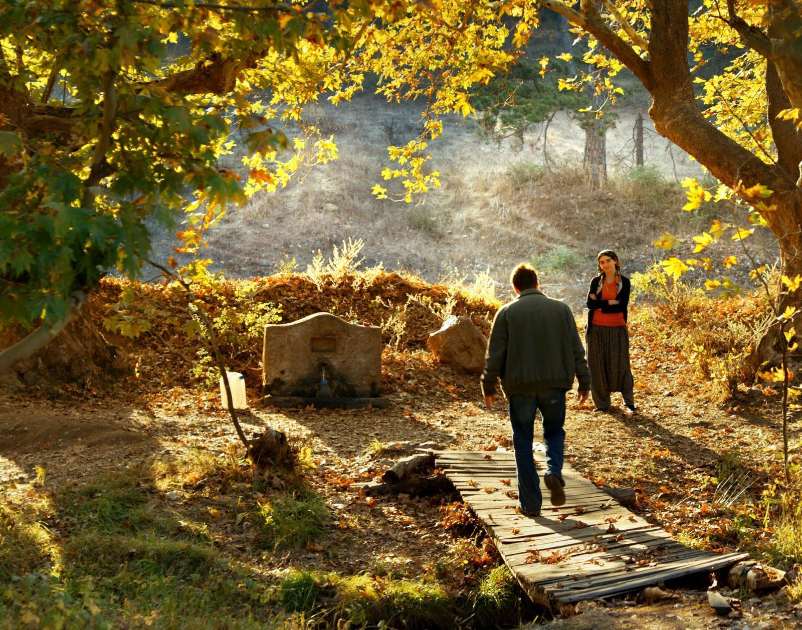 THE-WILD-PEAR-TREE-IMAGE