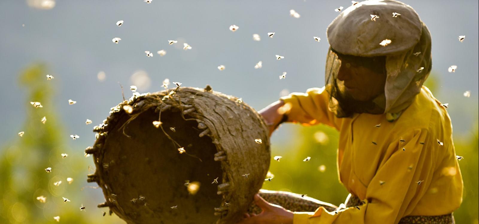 HONEYLAND-BANNER