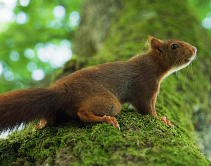 Heart of an Oak image