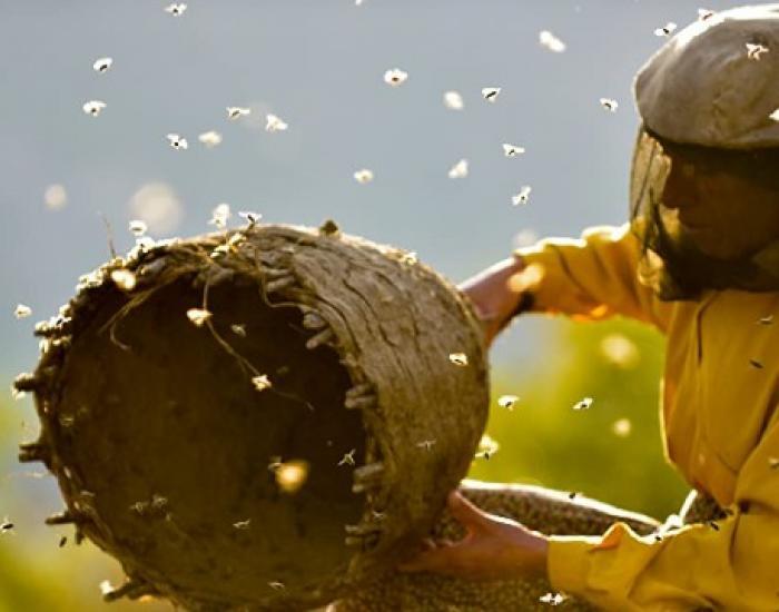 honeyland-image